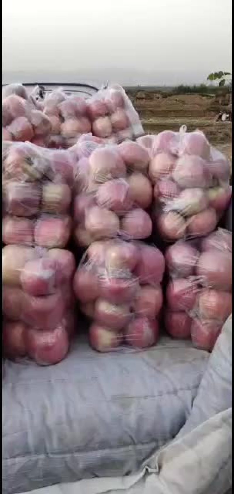 纸加膜高次膜袋高次