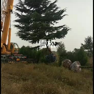 大规格雪松，有需要联系我