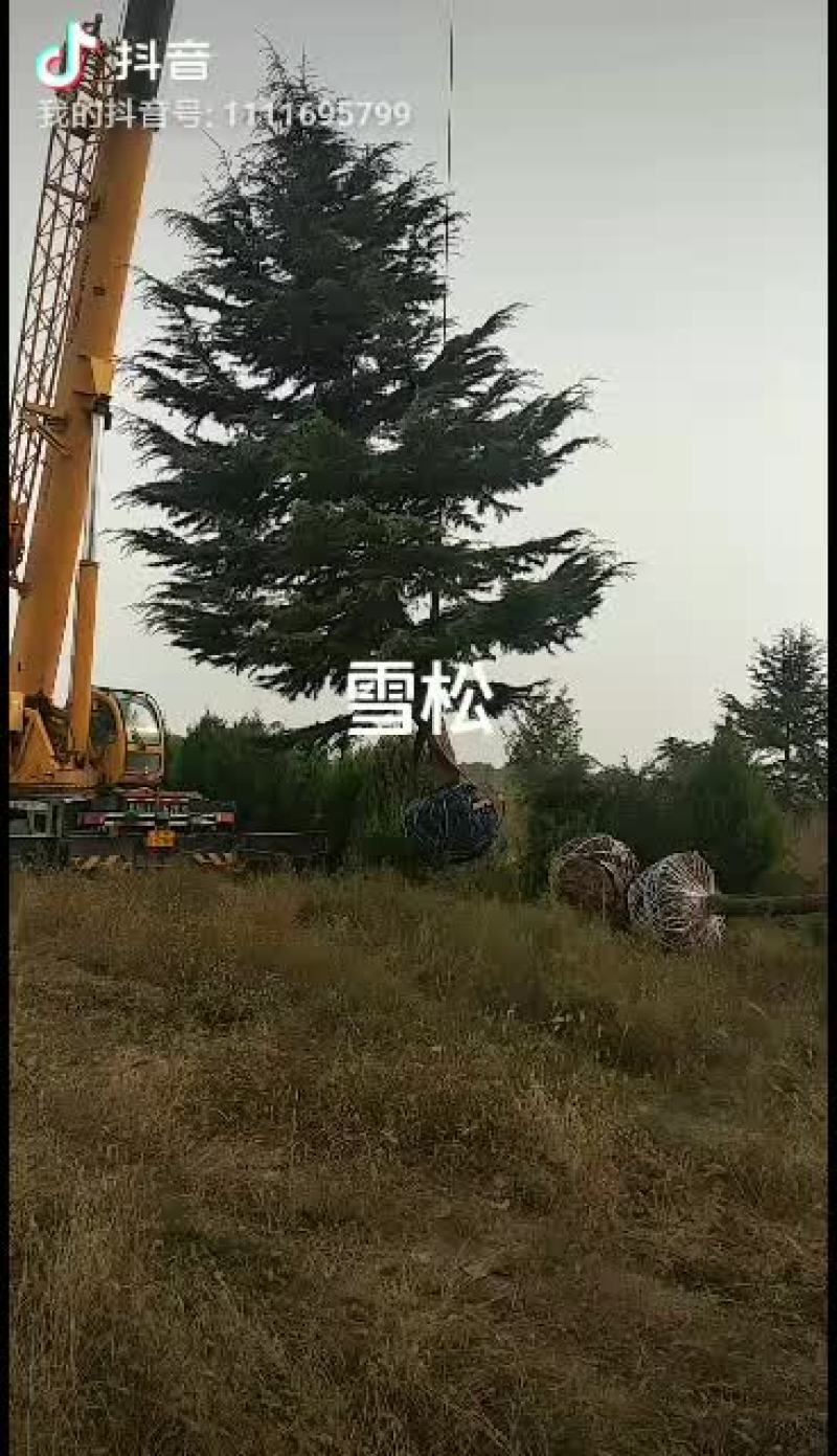 大规格雪松，有需要联系我