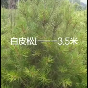 精品白皮松，1.5---3.5米价格私聊