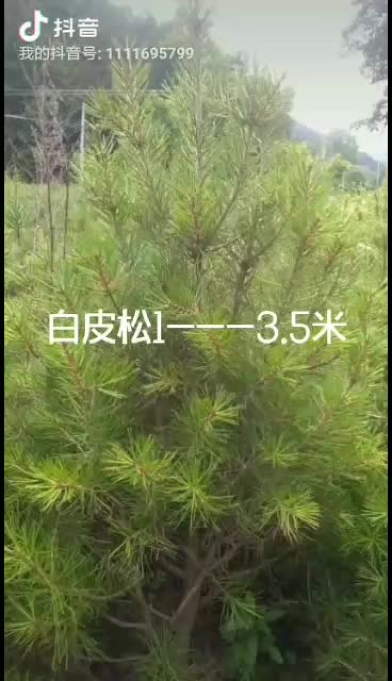 精品白皮松，1.5---3.5米价格私聊