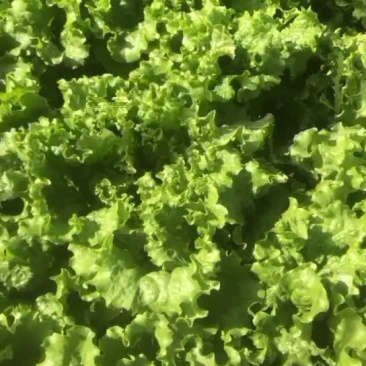 精品青叶生菜，地头直接装箱，质量好，货量大