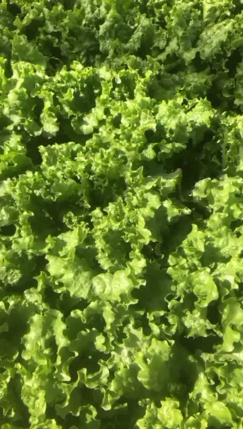精品青叶生菜，地头直接装箱，质量好，货量大