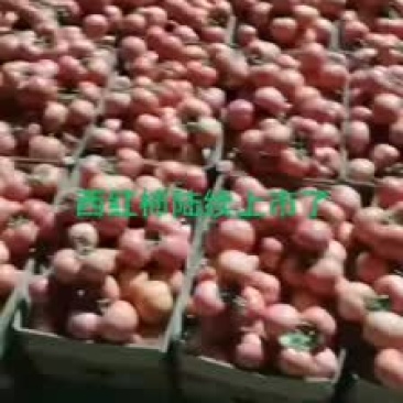 西红柿大量现货，正在出货中