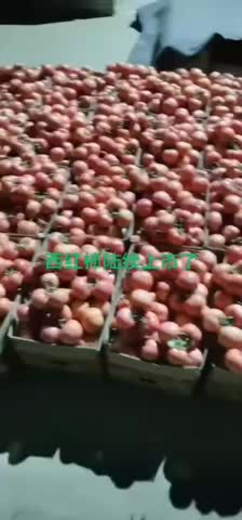 西红柿大量现货，正在出货中