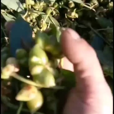八角新鲜八角。靓货。来老板