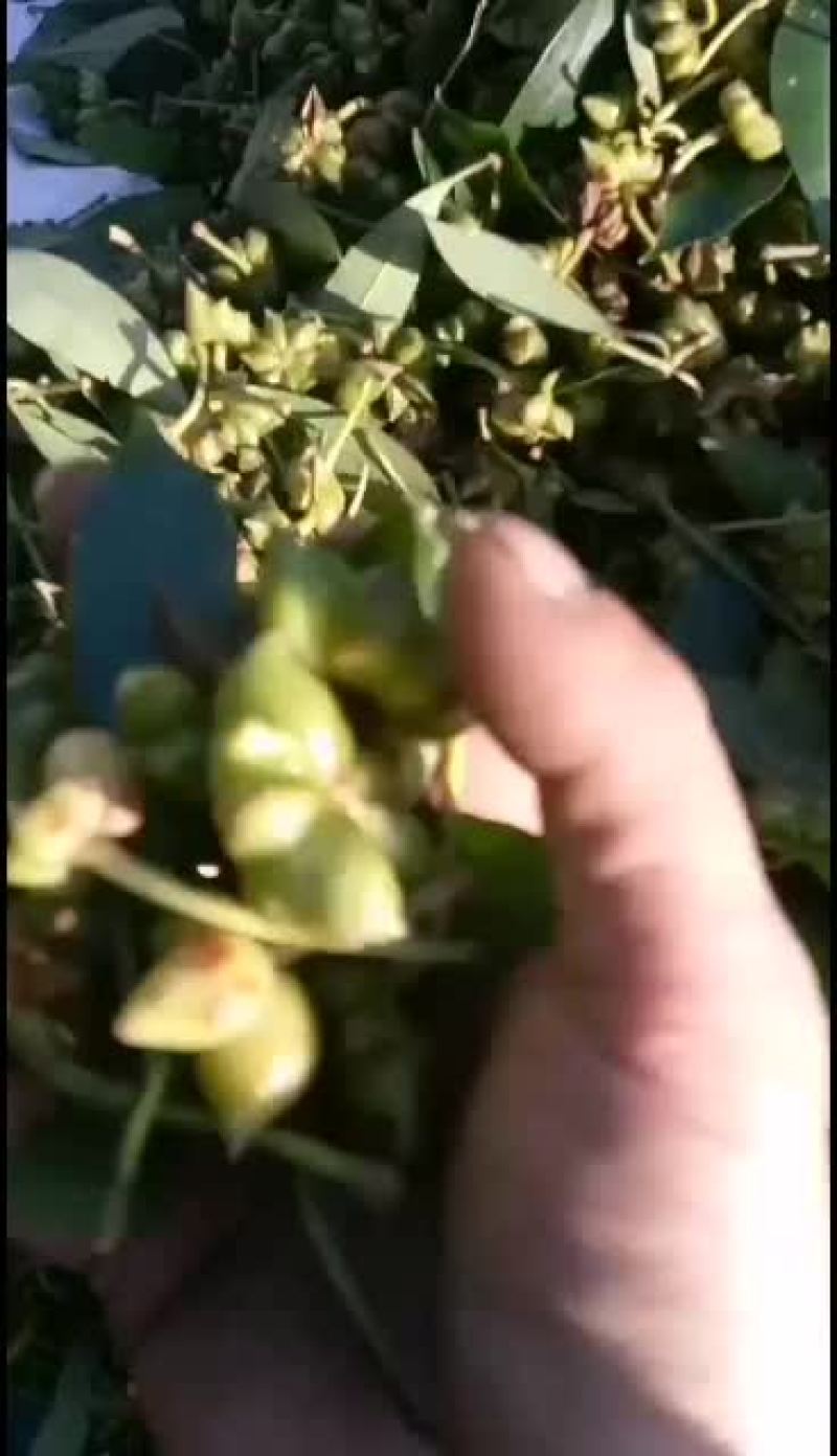 八角新鲜八角。靓货。来老板