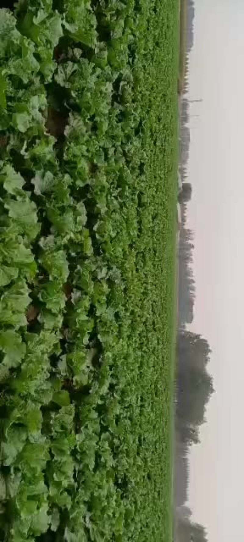 我处大量出售秋绿60白菜