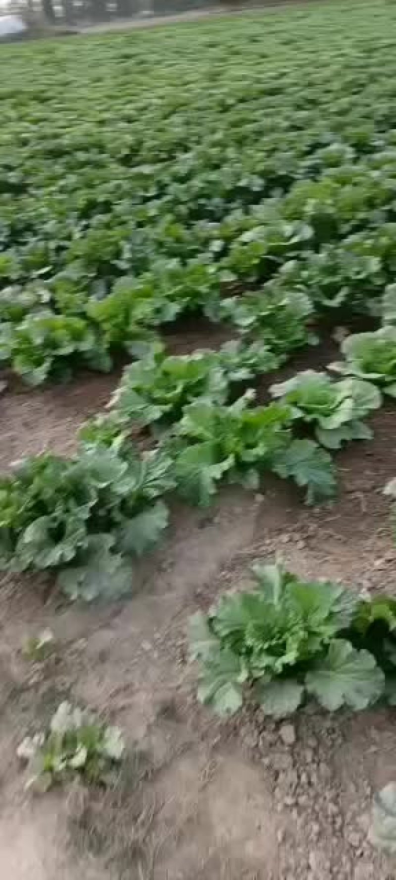 我处大量出售秋绿60白菜