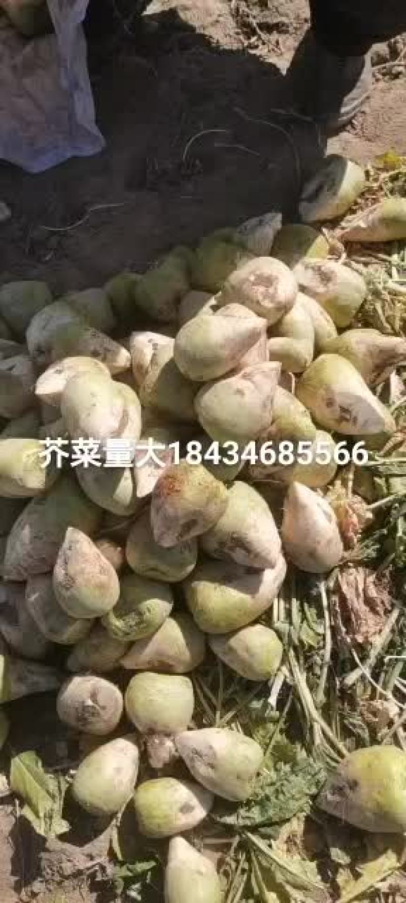芥菜，大量有货质量保证