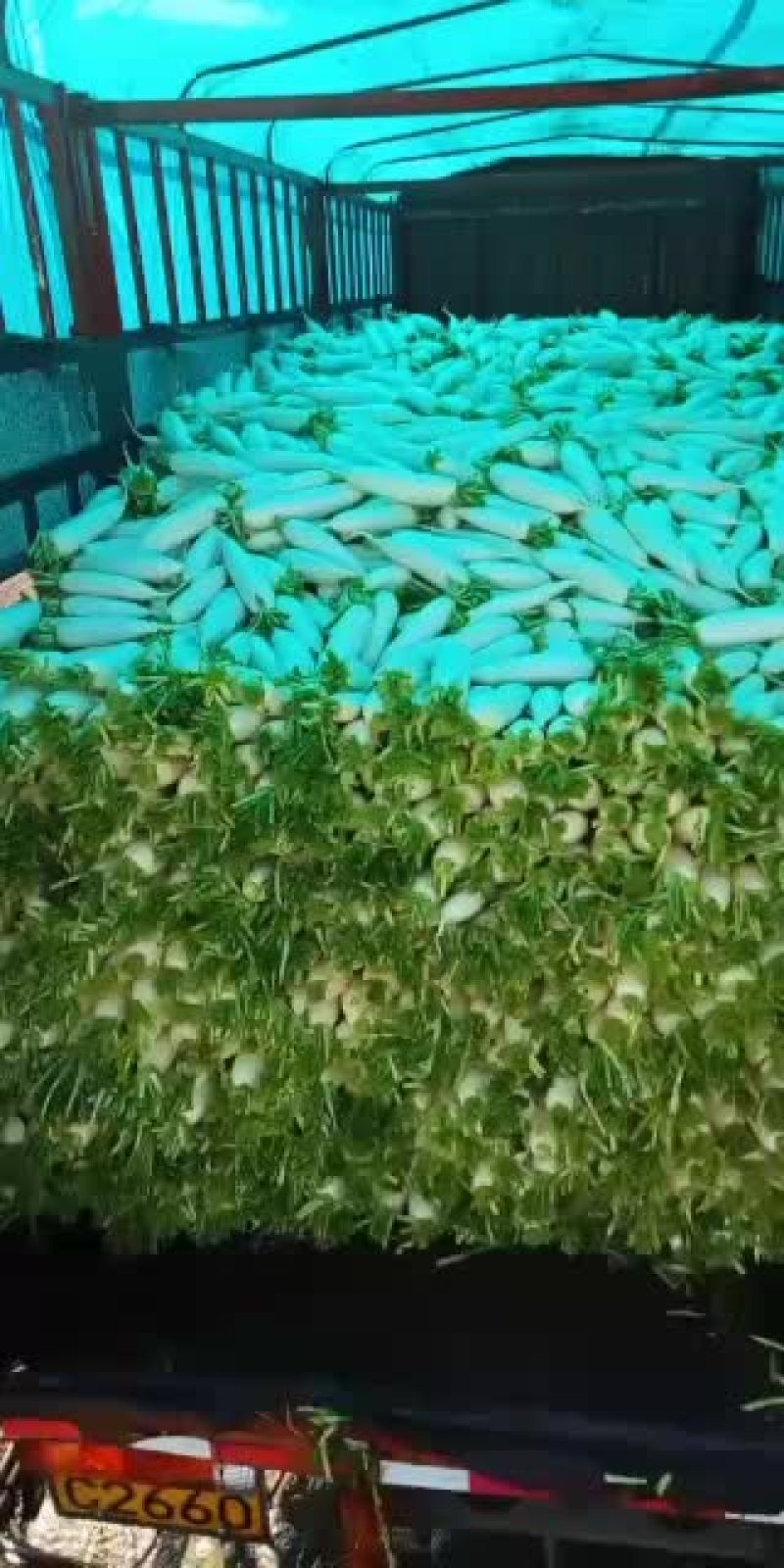 大量现货供应河北白罗卜品质保证质量无任何毛病