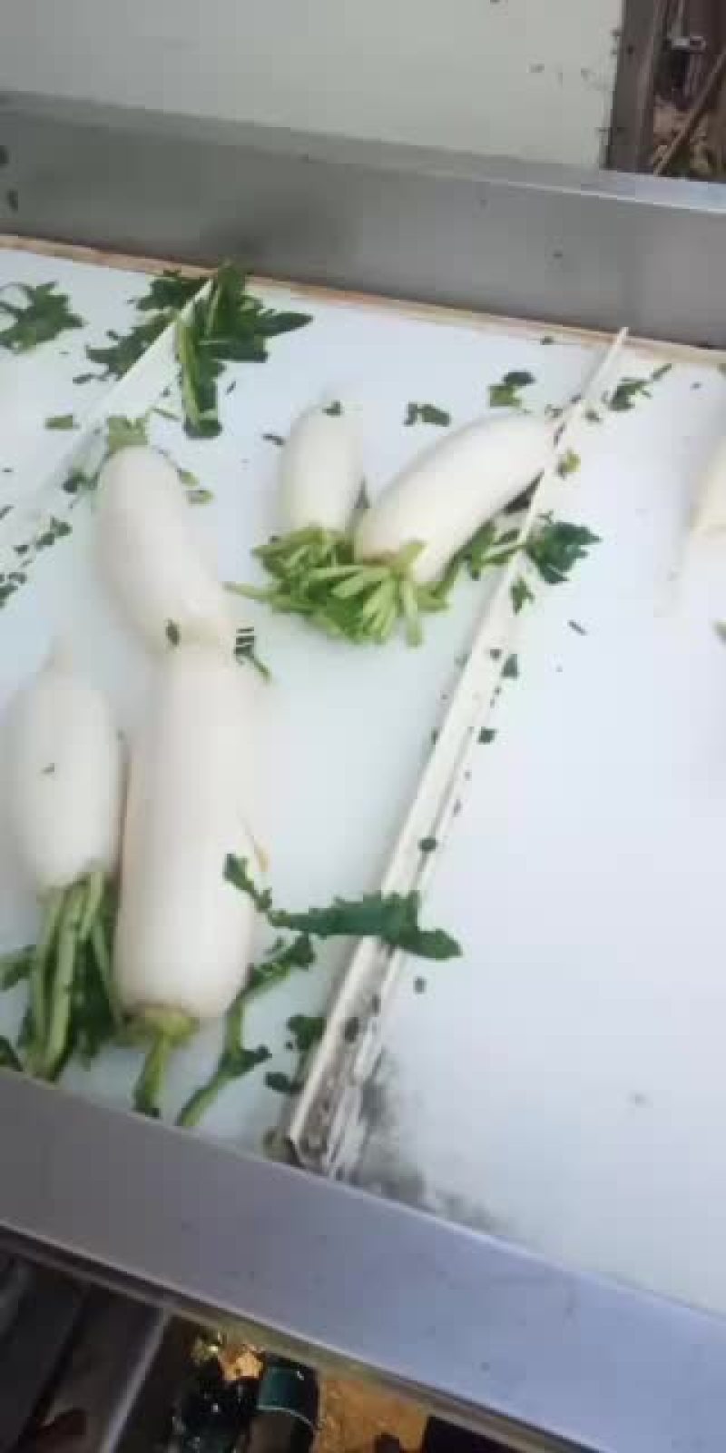 大量现货供应河北白罗卜品质保证质量无任何毛病