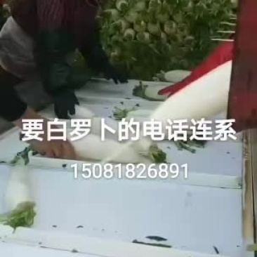 大量现货供应河北白罗卜品质保证质量无任何毛病