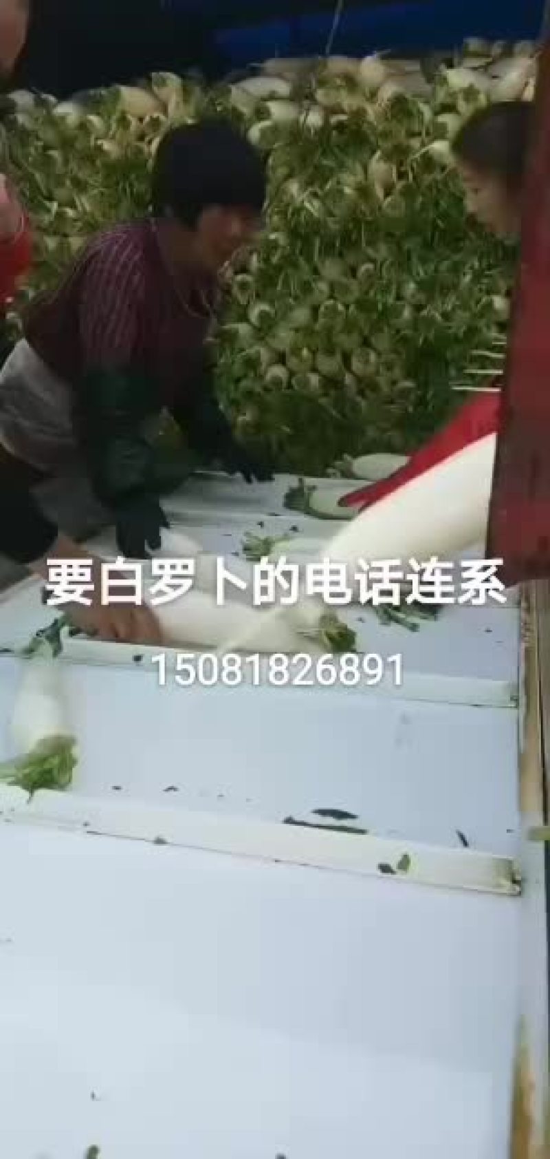 大量现货供应河北白罗卜品质保证质量无任何毛病