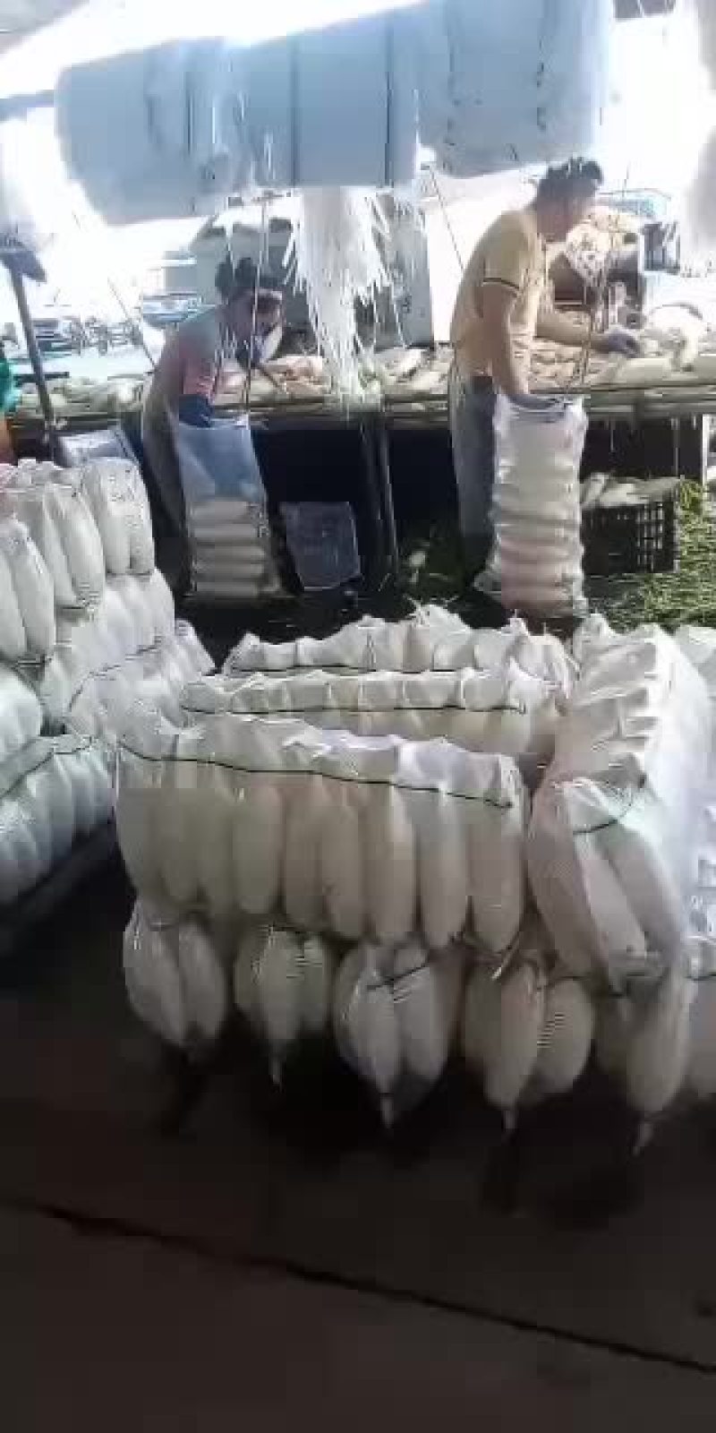大量现货供应河北白罗卜品质保证质量无任何毛病