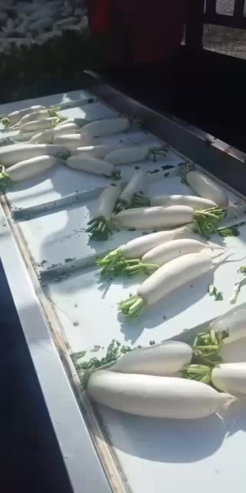 大量现货供应河北白罗卜品质保证质量无任何毛病