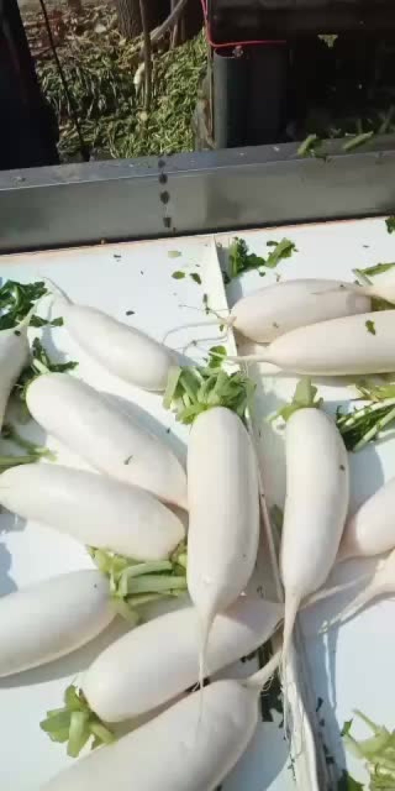 大量现货供应河北白罗卜品质保证质量无任何毛病