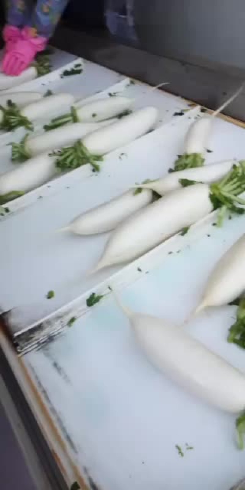大量现货供应河北白罗卜品质保证质量无任何毛病