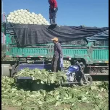 黄心白菜玲珑黄质量好信誉第一