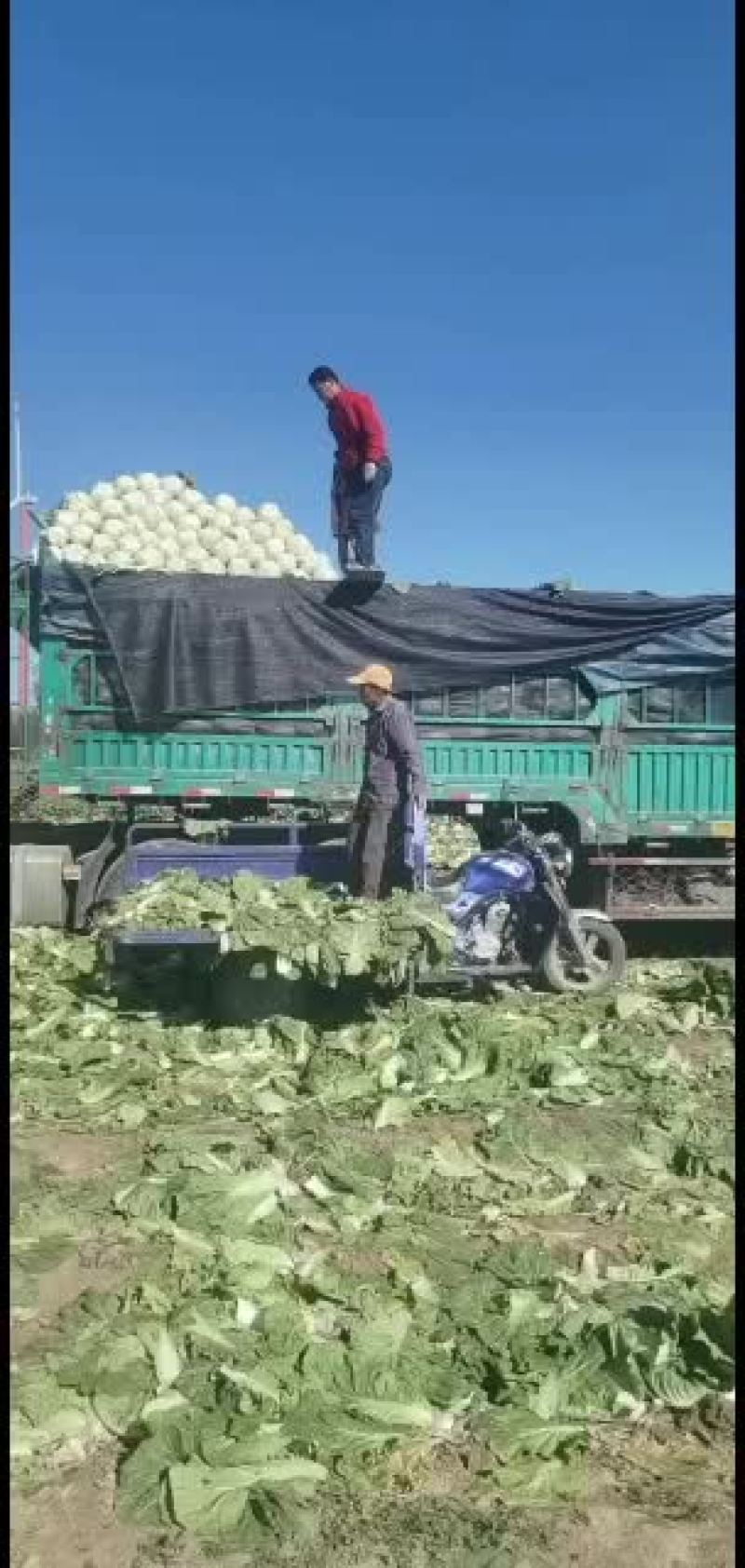 黄心白菜玲珑黄质量好信誉第一