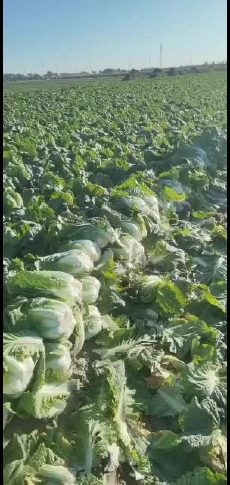 黄心白菜玲珑黄质量好信誉第一
