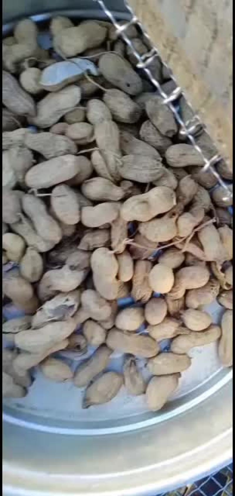 大量批发鲁黑花生，日本小花生