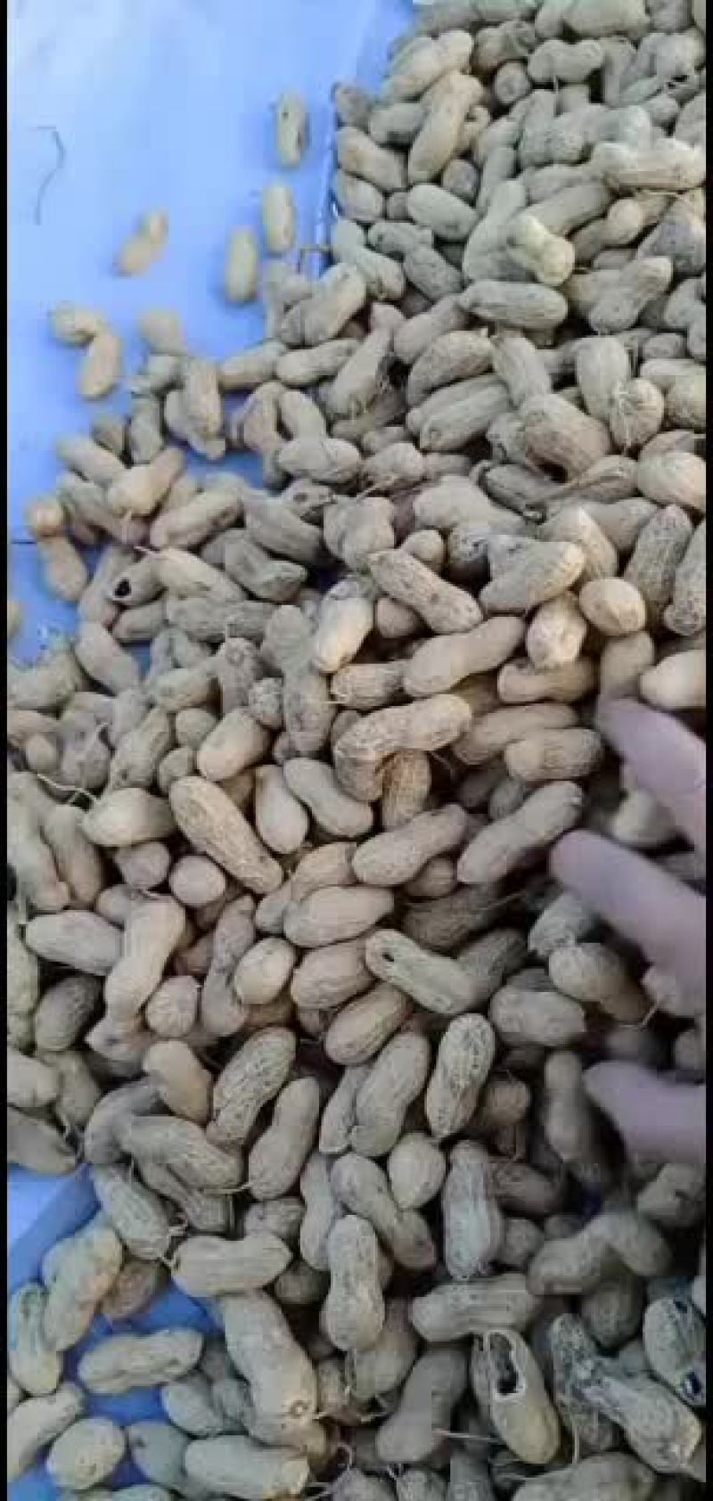 大量批发鲁黑花生，日本小花生