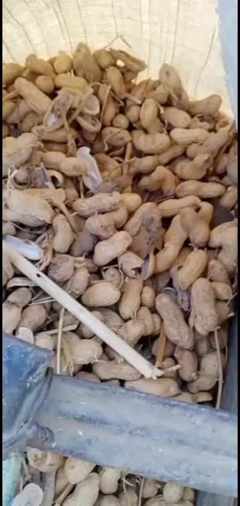 大量批发鲁黑花生，日本小花生