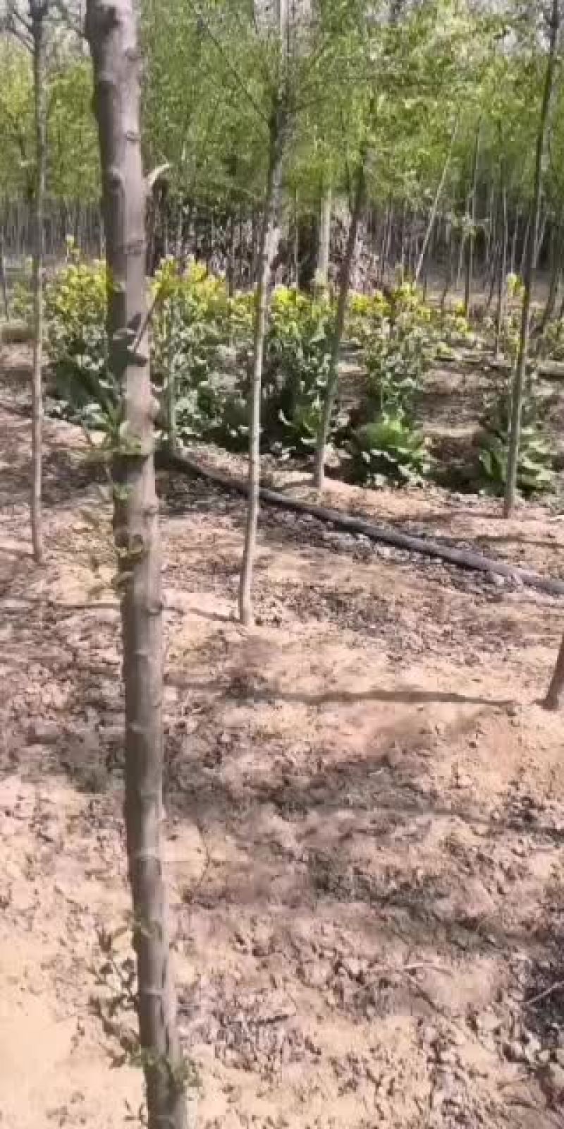 河南省方城县杨楼乡杜凤瑞丝棉木苗