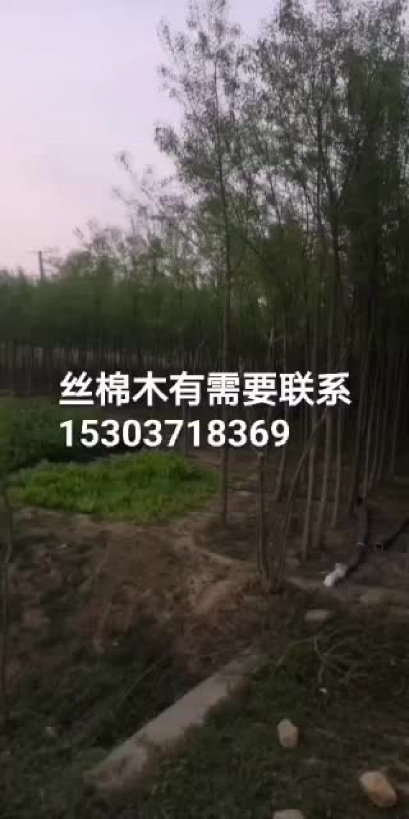 河南省方城县杨楼乡杜凤瑞丝棉木苗