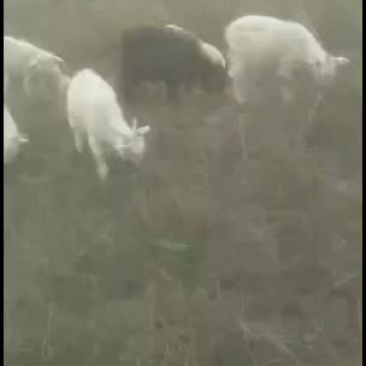 大山里的羊，羊肉，杂粮，胡麻油等