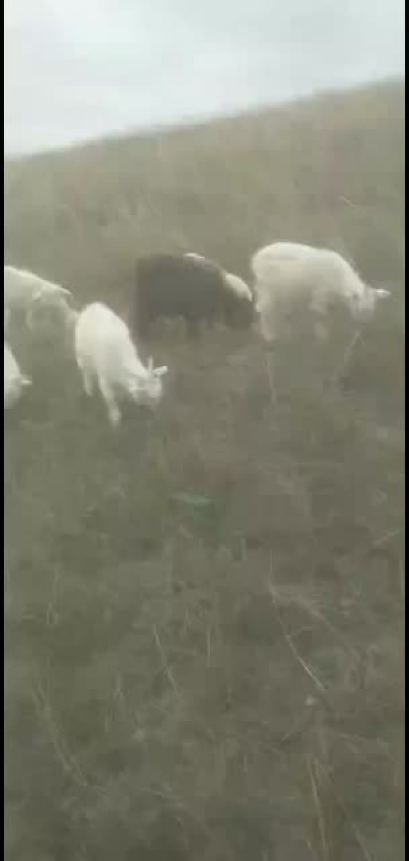 大山里的羊，羊肉，杂粮，胡麻油等