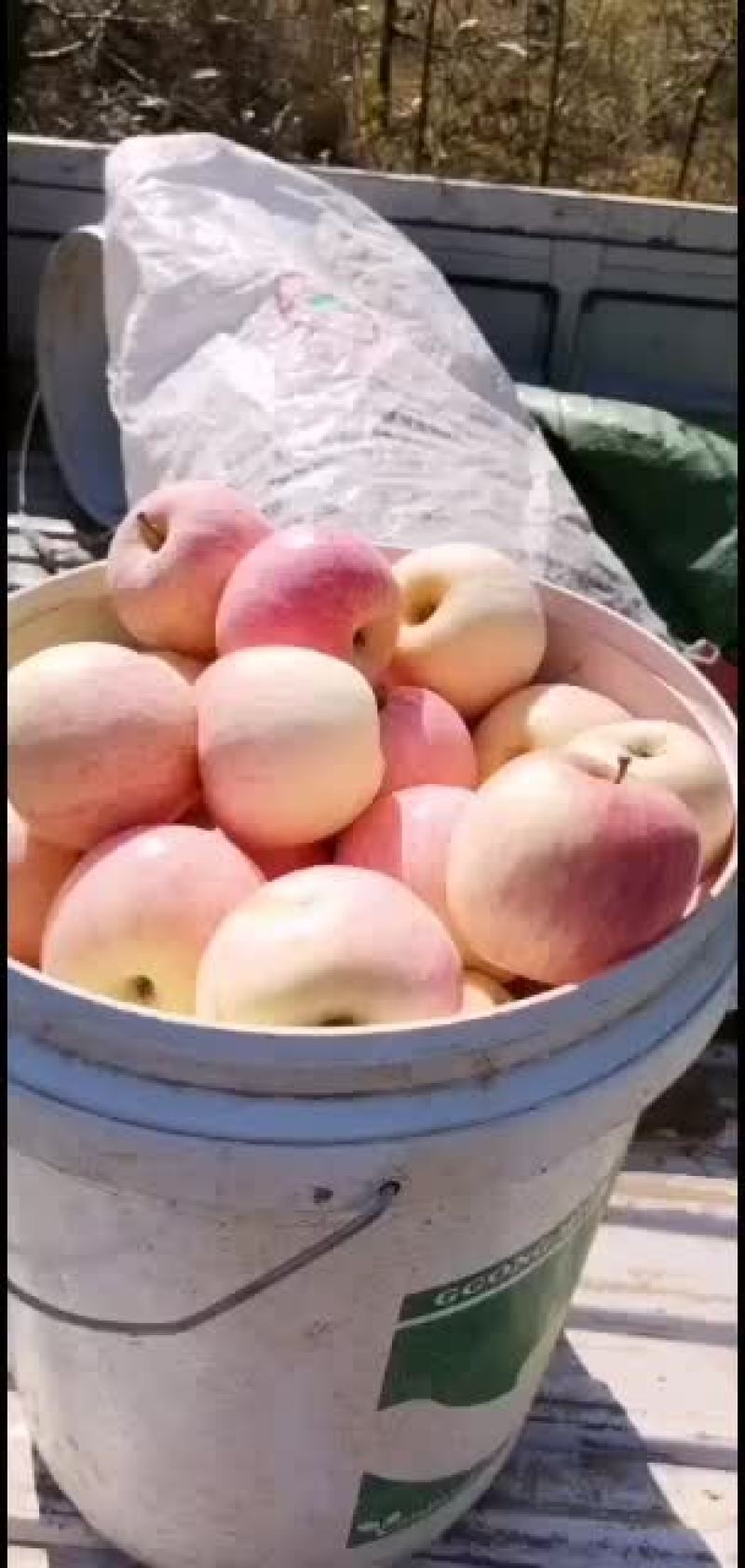 苹果批发，价格低廉，自家种植