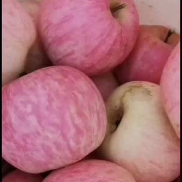 苹果批发，价格低廉，自家种植