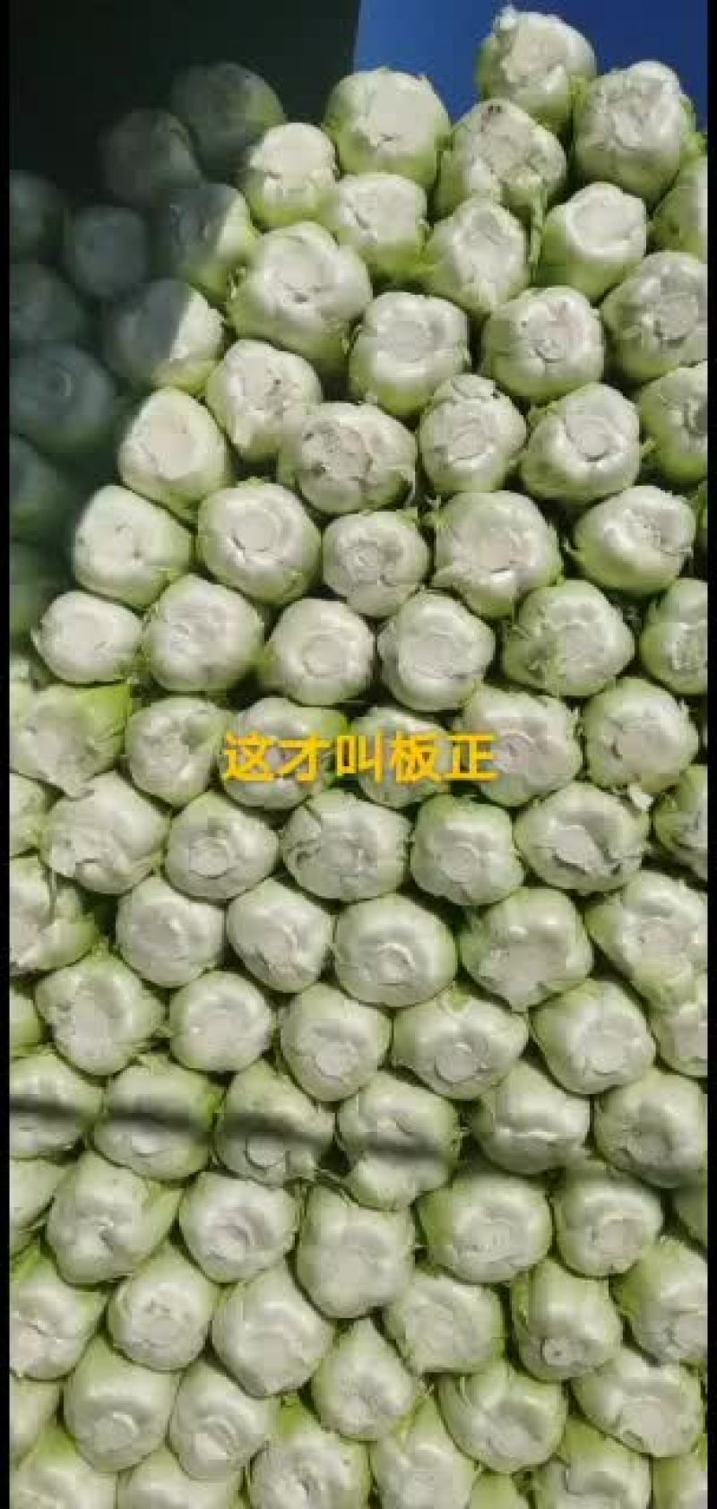 大连水师营91-12