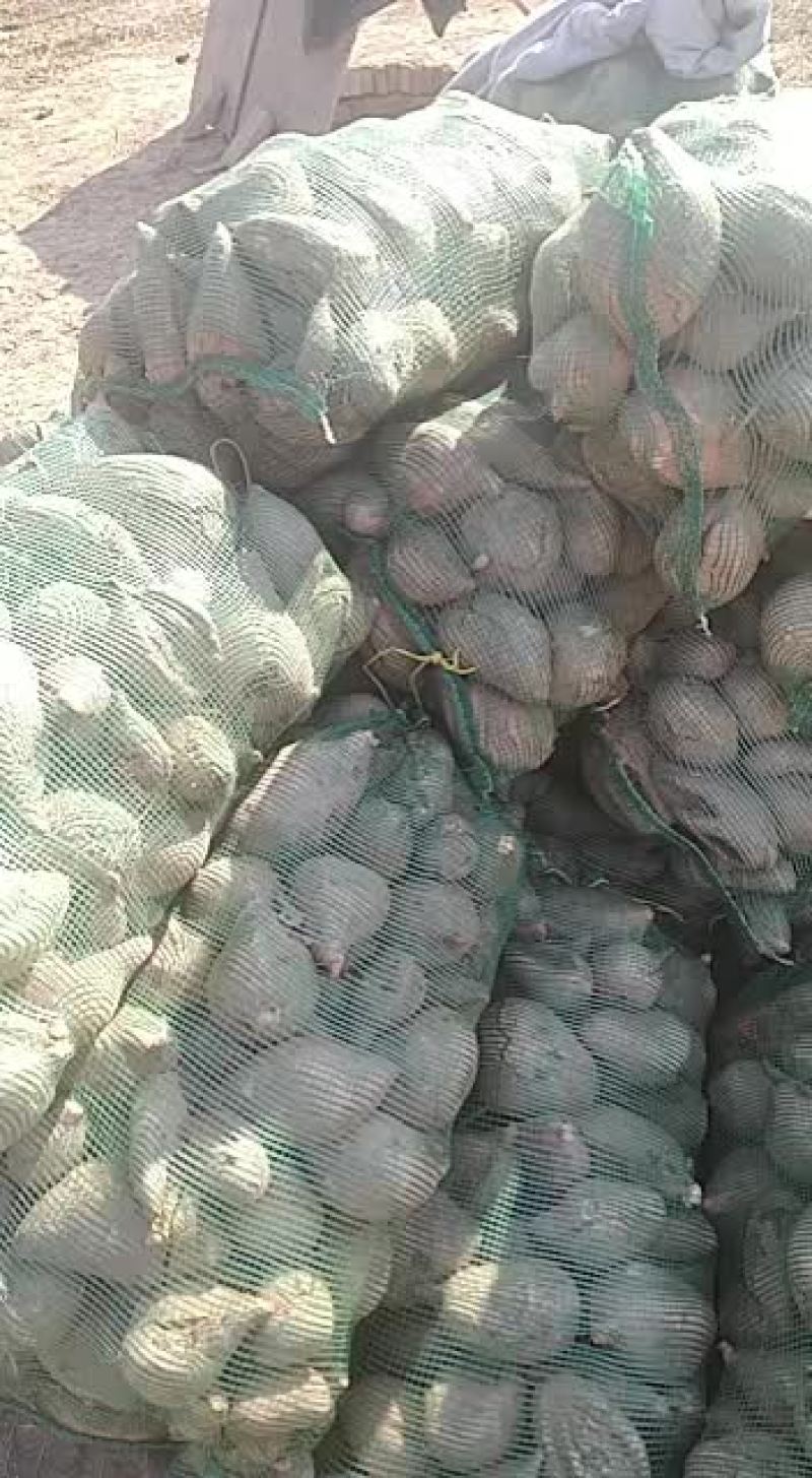 大量供应龙薯九工厂货