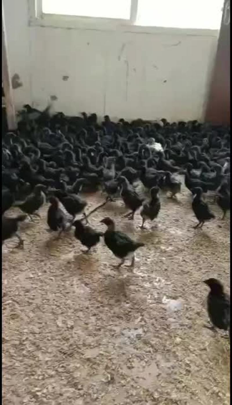 红瑶脱温鸡苗黑羽高产麻羽土鸡蛋鸡疫苗做好包运输路活