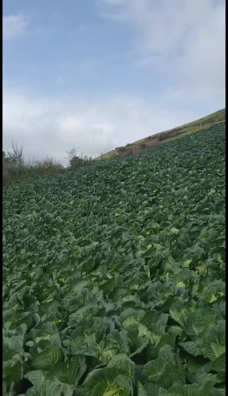 雅安市汉源县寒将军园包菜，