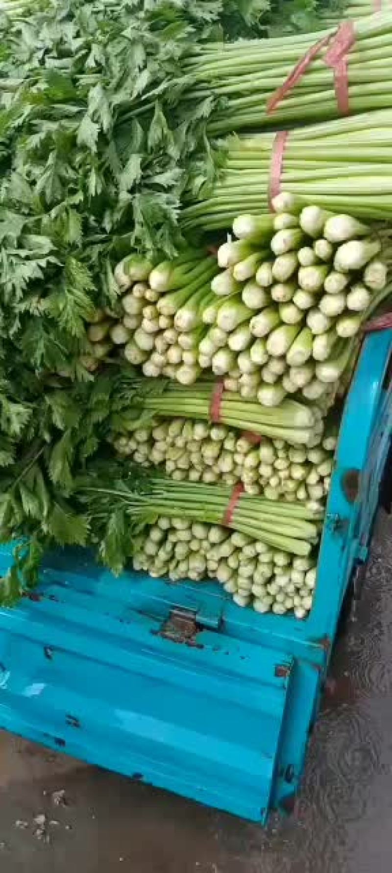 芹菜杆青黄，净根，手工干净品质好