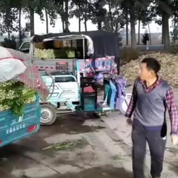 芹菜杆青黄，净根，手工干净品质好