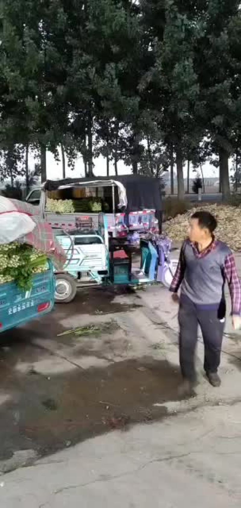 芹菜杆青黄，净根，手工干净品质好