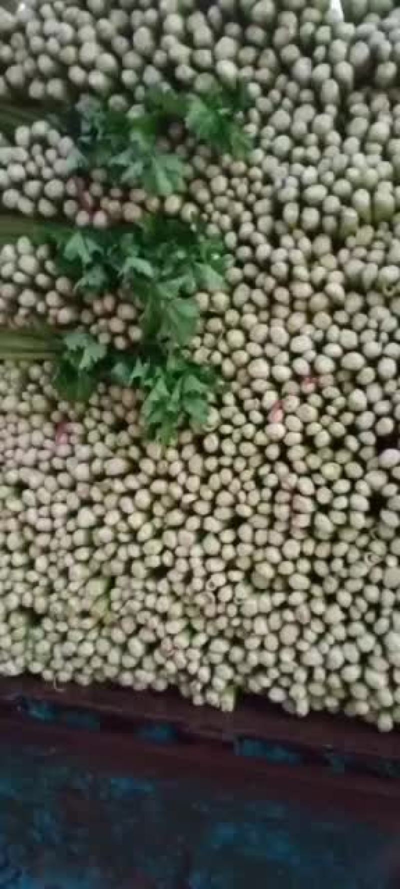 芹菜杆青黄，净根，手工干净品质好