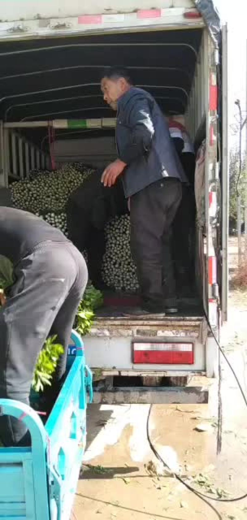 芹菜杆青黄，净根，手工干净品质好