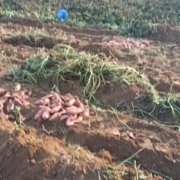 龙九，西瓜红，大量出售