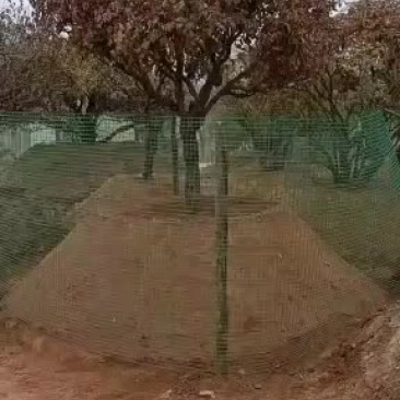 紫斑牡丹洛阳红黑紫色白色多层