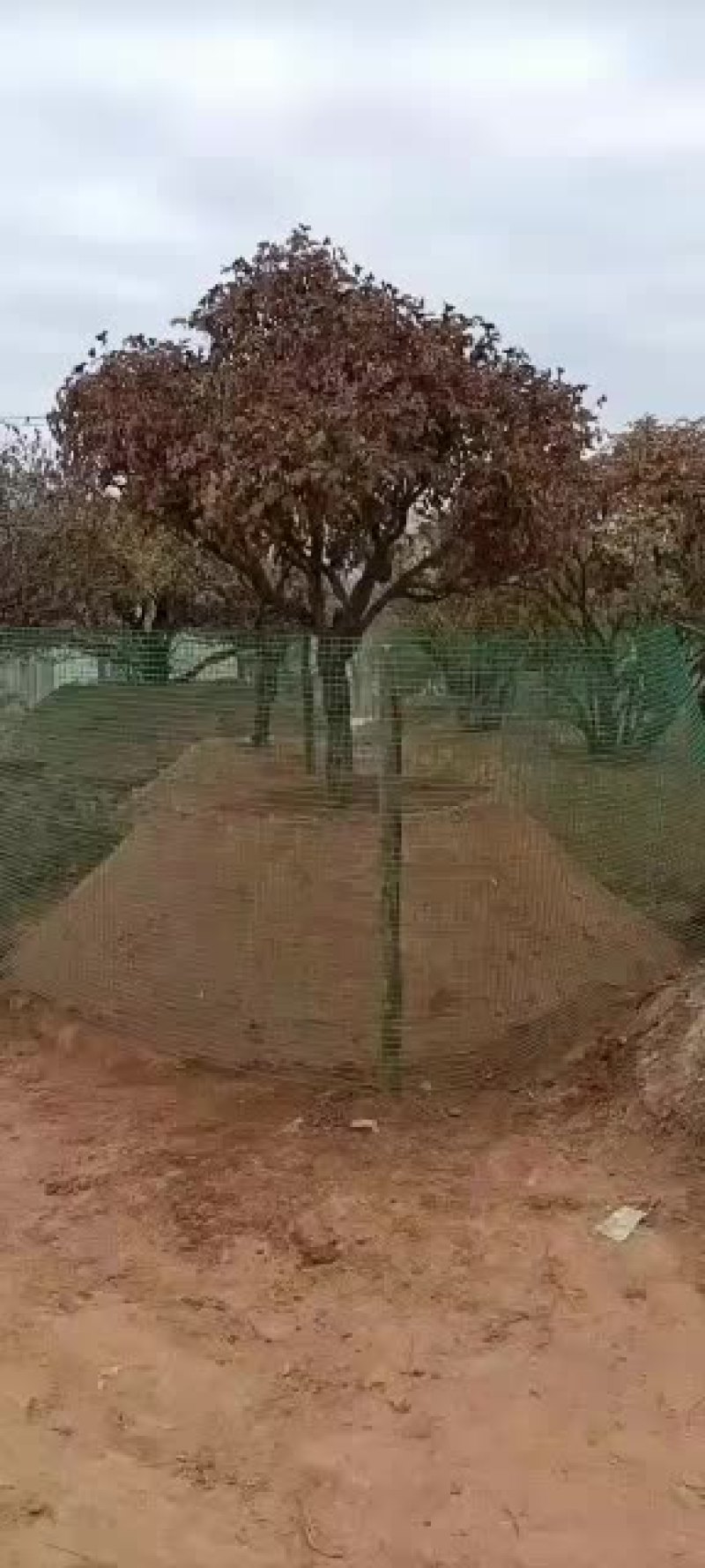 紫斑牡丹洛阳红黑紫色白色多层