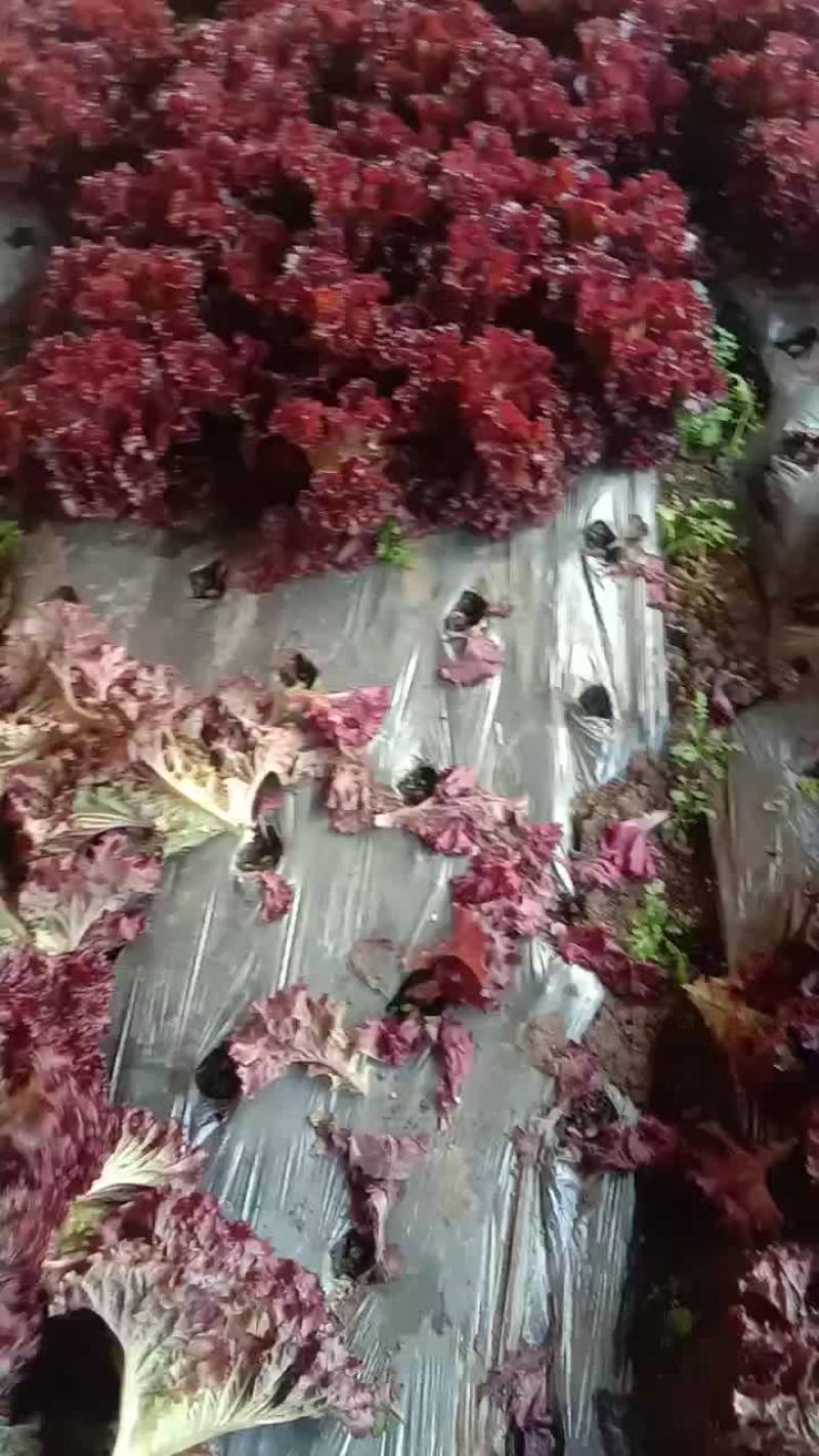 紫叶生菜。