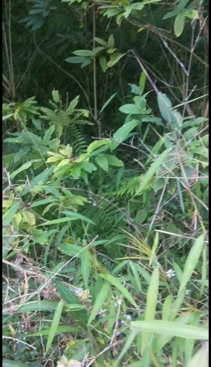 黄花倒水莲丶吊倒黄丶吊黄丶整株80/斤丶根100.干枝叶