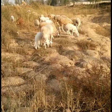 白山羊正宗小尾寒羊波尔山羊