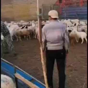 育肥羊苗，生产大小母羊，火火火，要得速度了！